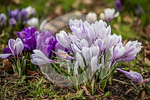 Spring crocus flowers photo