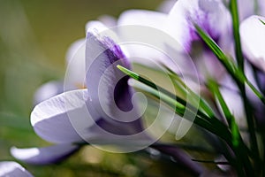 Spring crocus flowerS close up.