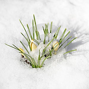 Spring crocus flowers covered with snow