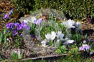 Spring crocus flowers, or Crocus vernus in a garden