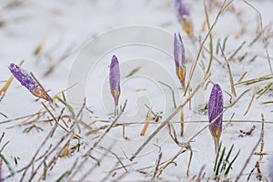 Spring crocus flowers