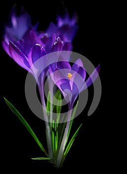 Spring Crocus Flowers, Purple Crocuses