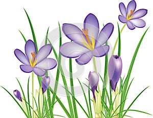 Spring crocus flowers, purple saffron