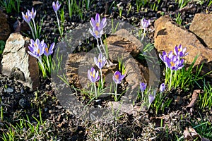 spring crocus flowers in a rock garden bed