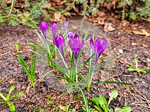 Spring crocus, Giant Dutch crocus Crocus vernus.