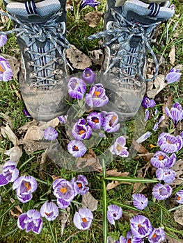 Spring Crocus in grass with walking boots.