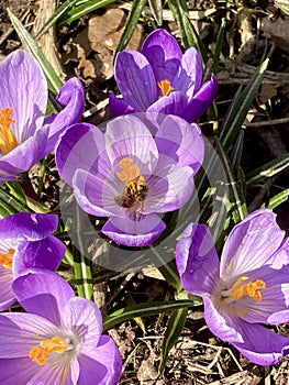 Spring Crocus in grass, violet and orange with Honeybee.