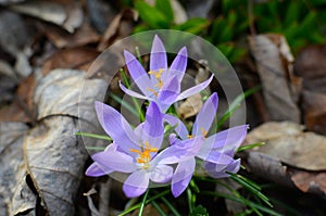 Spring Crocus indicate the end of the winter season