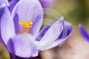 Spring crocus showing pistil and stamens