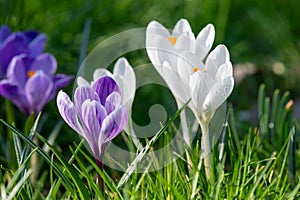 Spring crocus (crocus vernus) flower