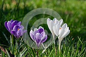 Spring crocus (crocus vernus) flowers