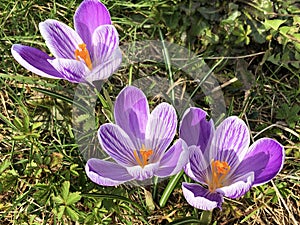 Spring crocus Crocus vernus, Giant crocus, Der Fruhlings-Krokus Fruehlings-Krokus, Fruhlings-Safran photo