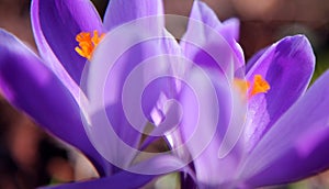 Spring crocuses photo