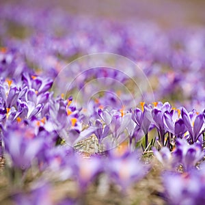 Spring crocuses photo