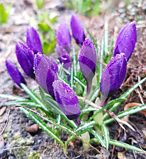 Spring crocuses Chrysanthus purple flowers