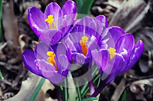 Spring Crocuses photo