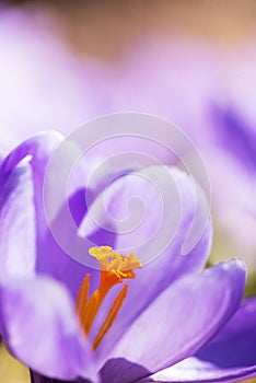 Spring crocuses in the garden