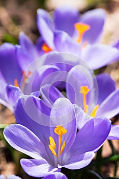 Spring crocuses in the garden