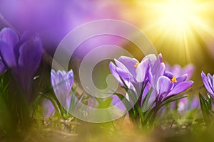 Spring crocuses, Crocus vernus Remembrance, in the garden photo