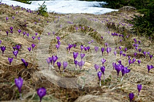 spring crocuses and dry grass on meadow and snow behind in romanian