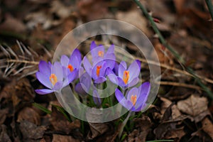 Spring crocuses first flowers,beautiful colors, shape, already spring