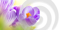 Spring Crocuses flowers. Holiday floral background