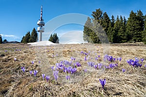 Spring crocuses in front of Snezhanka tower in the Rhodopes, Bulgaria