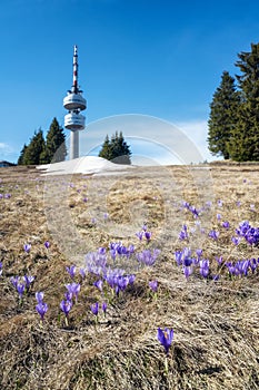 Spring crocuses in front of Snezhanka tower in the Rhodopes, Bulgaria