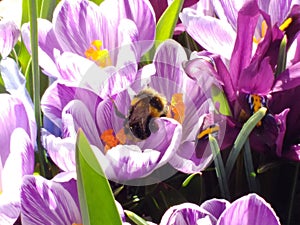 Spring crocuses with honey bee