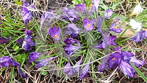 spring crocuses. image of a bud