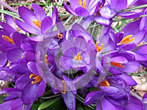 Spring Crocuses in Mid March