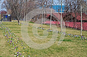 Spring crocuses in park area