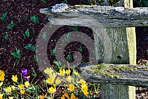 Spring Crocuses with Rail Fence