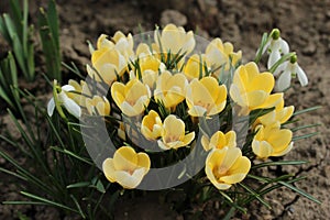 Spring Crocuses and Snowdrops photo