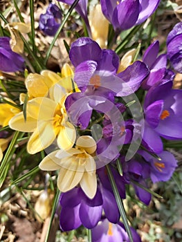 Spring crocuses yellow and Purple flowers