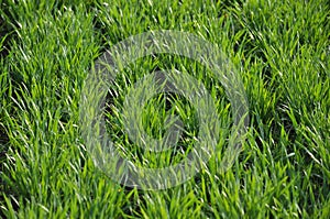 Spring crops of winter wheat