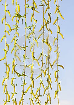 Spring curtain of flowering willow twigs