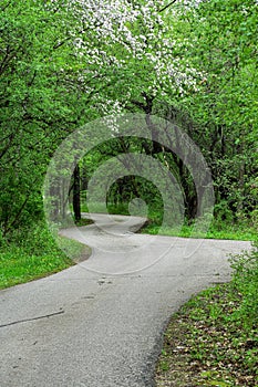 Spring on a Curvy Country Road