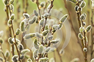 Spring cutkins on the branches