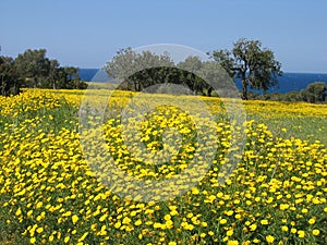 Spring in Cyprus