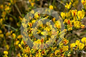 In the spring, cytisus Chamaecytisus ruthenicus blooms in the wild