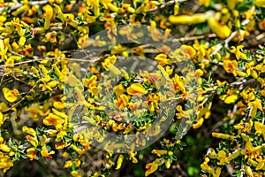 In the spring, cytisus Chamaecytisus ruthenicus blooms in the wild