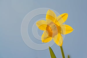 Spring daffodil