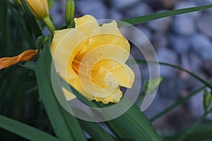 The spring daffodil