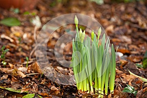 Spring:daffodil emerging