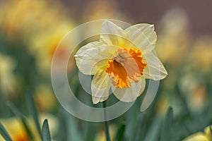 Spring Daffodil Flower in Bloom