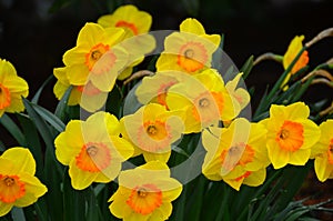 Spring Daffodil Garden