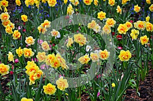 Spring Daffodil Garden