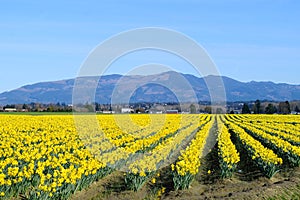 Spring Daffodil Rows