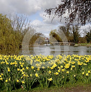 Spring Daffodills by an English River